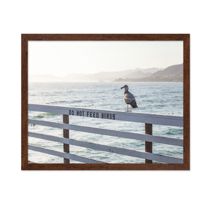 Seagull On Pier