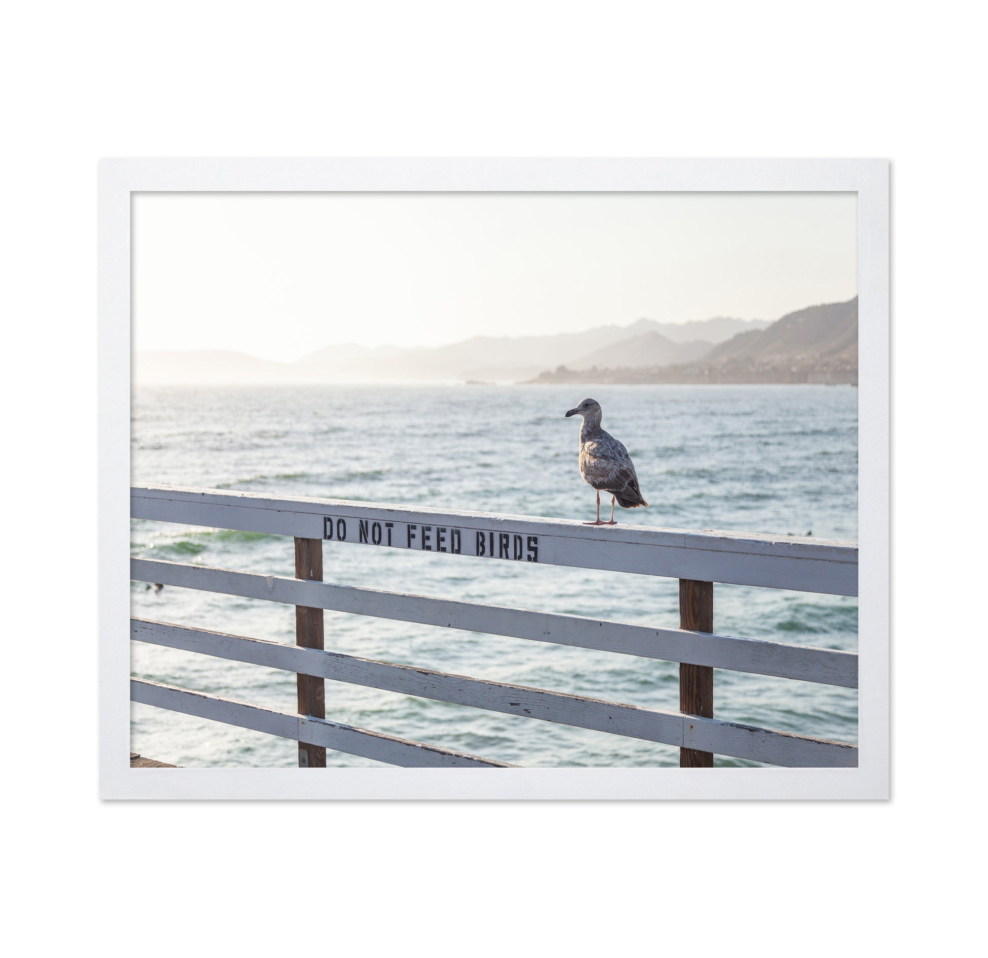 Seagull On Pier