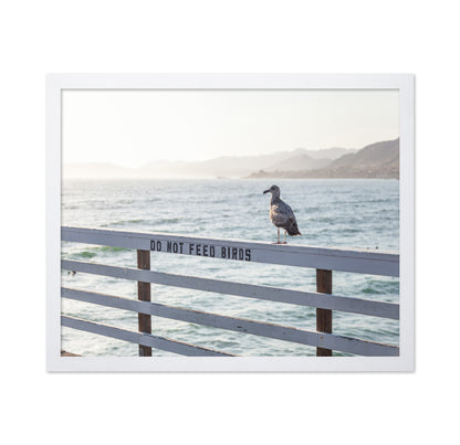 Seagull On Pier
