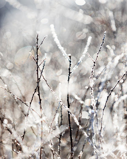 Frosted Winter Branches No1