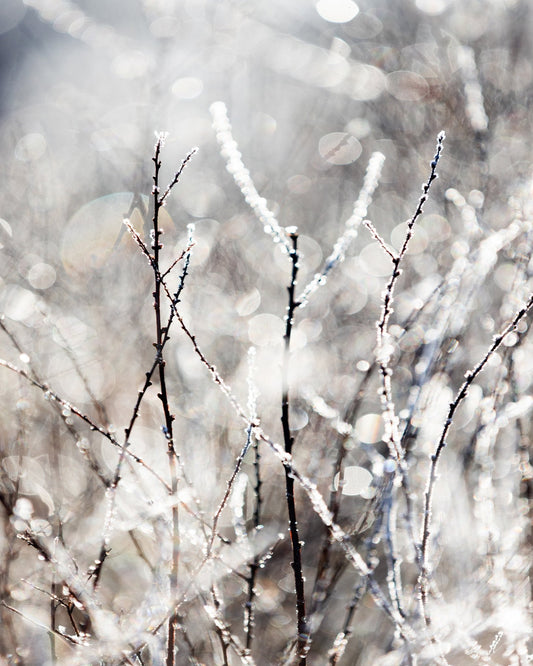 Frosted Winter Branches No1