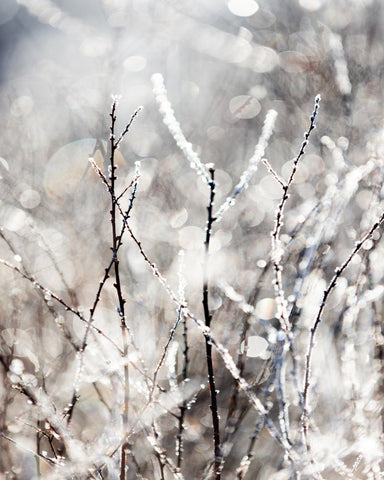 Frosted Winter Branches No1