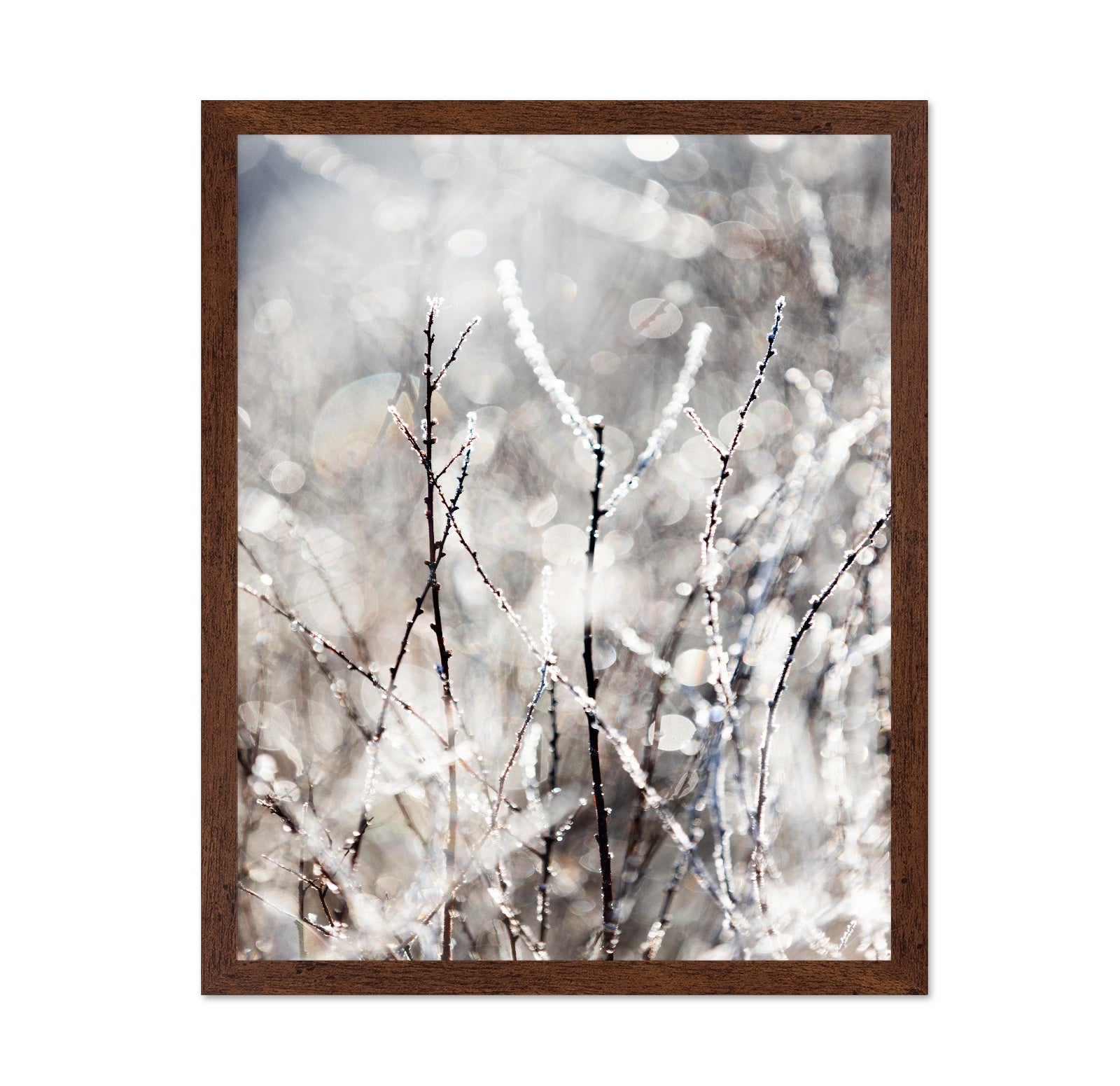 Frosted Winter Branches No1