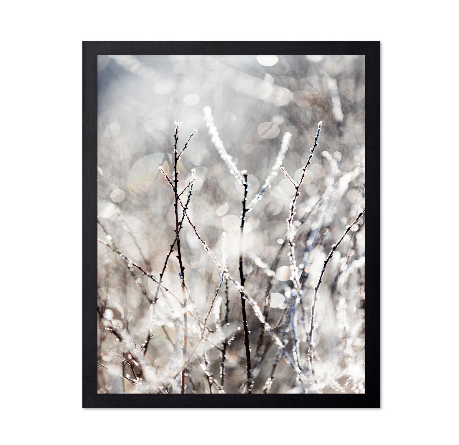 Frosted Winter Branches No1