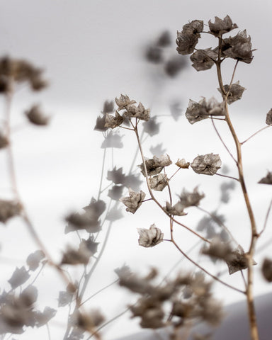 Dried Floral Silhouettes No1