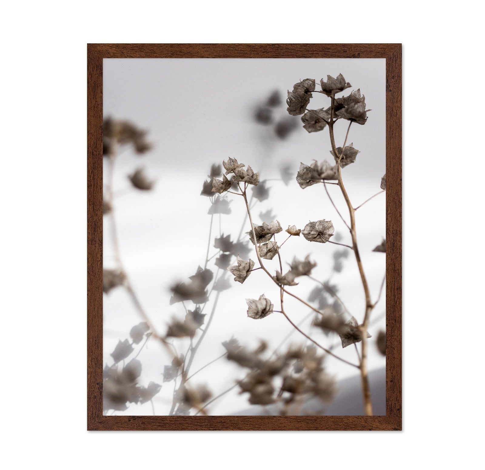 Dried Floral Silhouettes No1