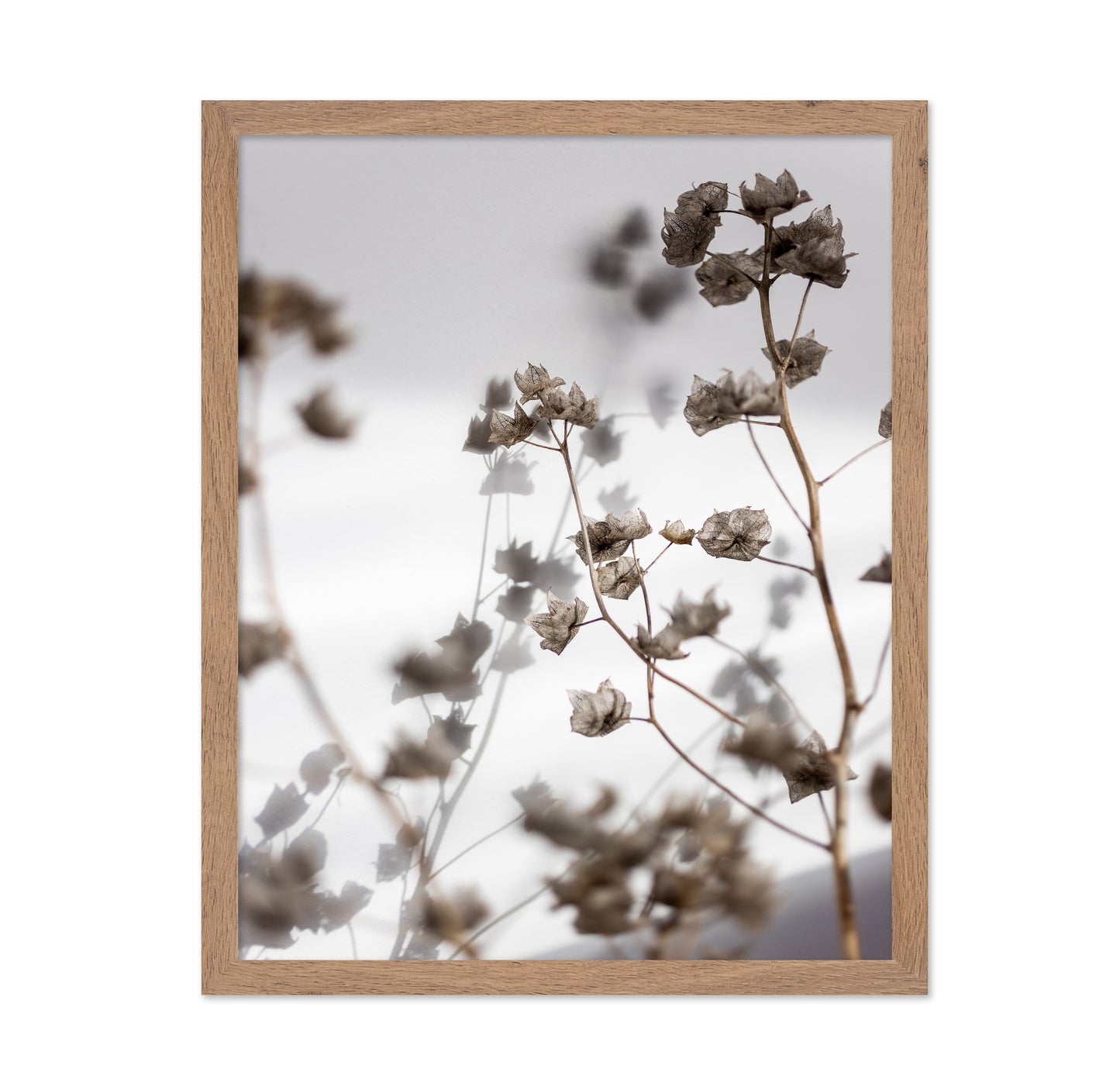 Dried Floral Silhouettes No1