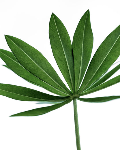 Minimal Green Leaf