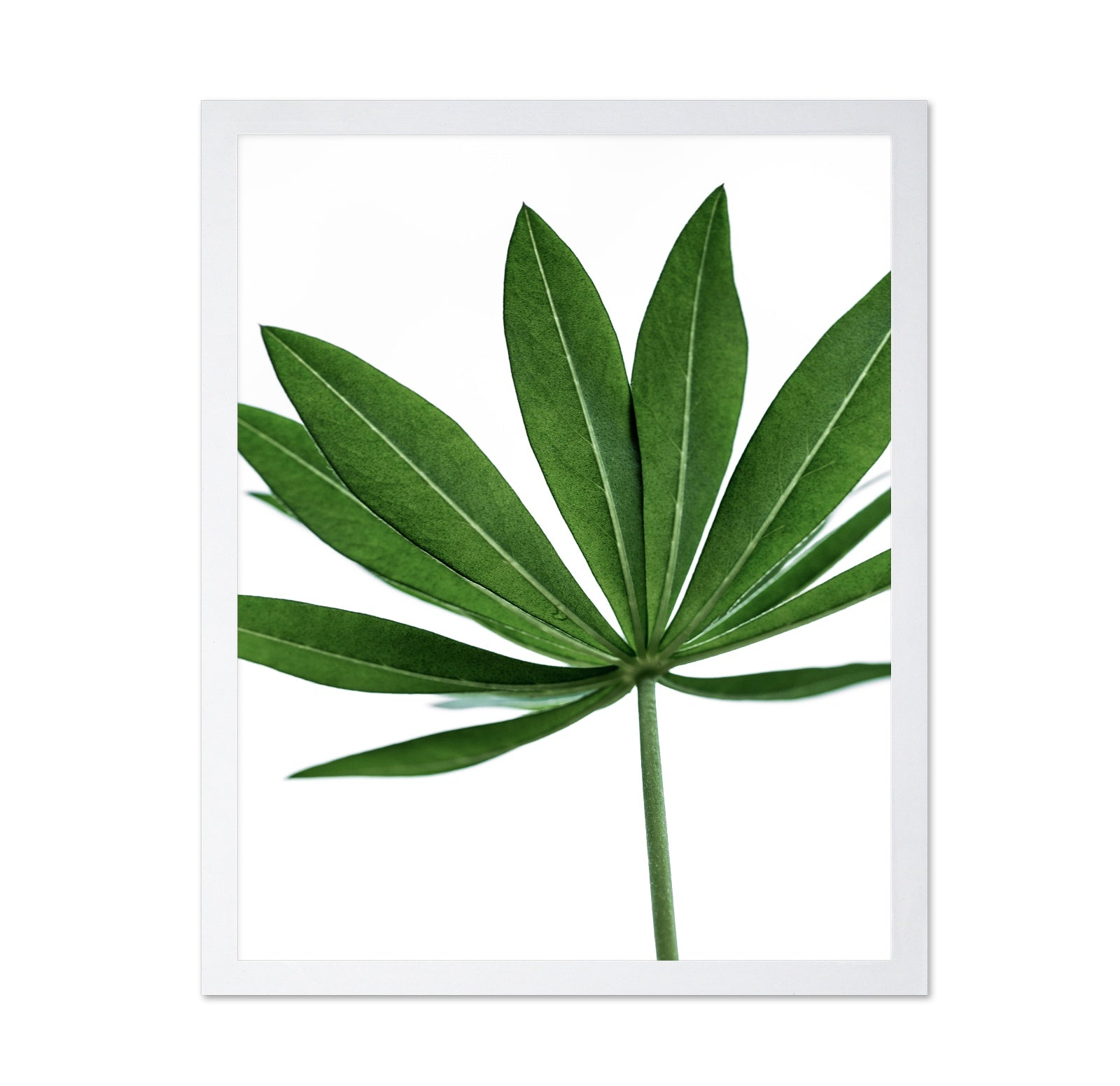 Minimal Green Leaf