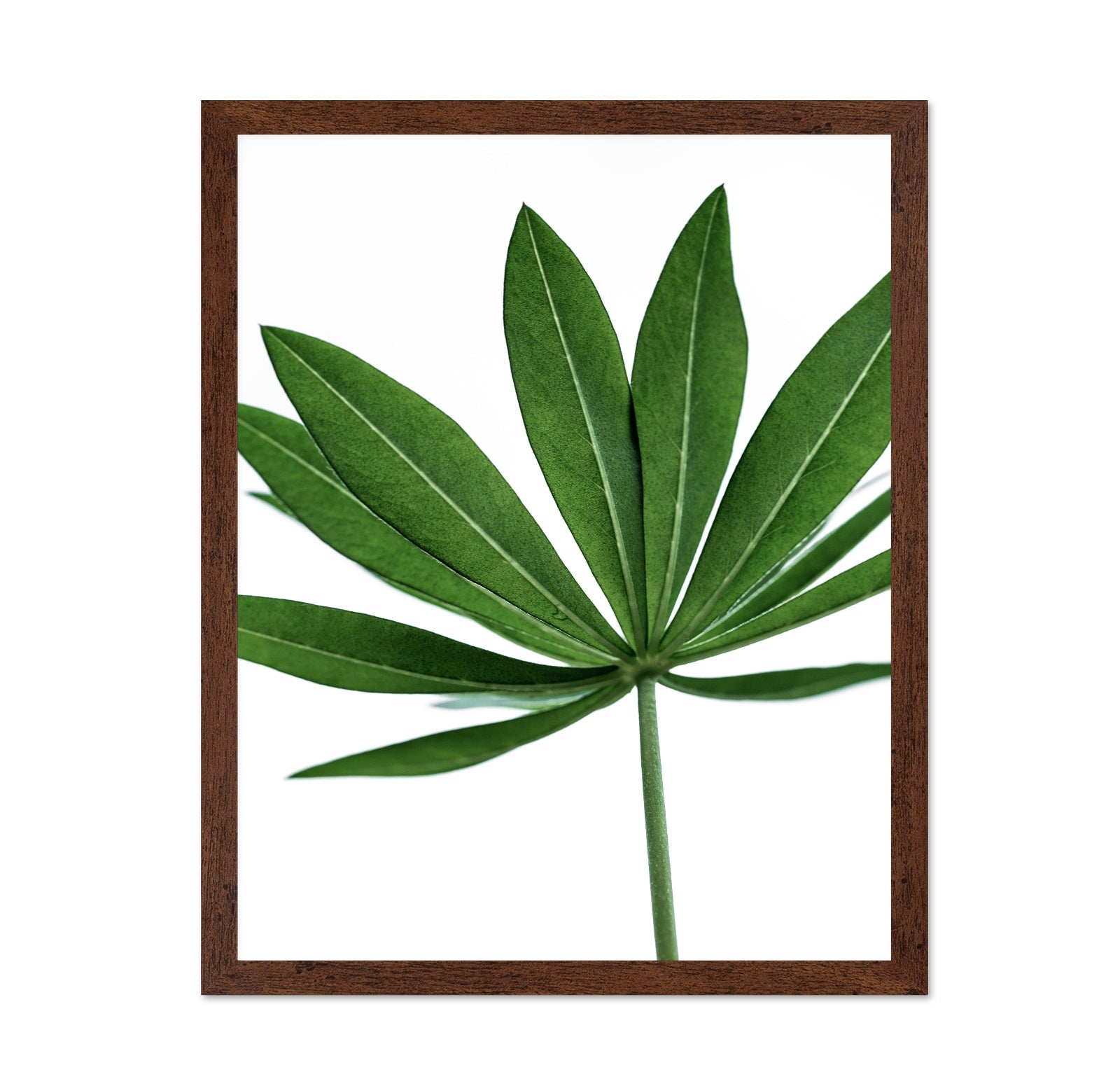 Minimal Green Leaf