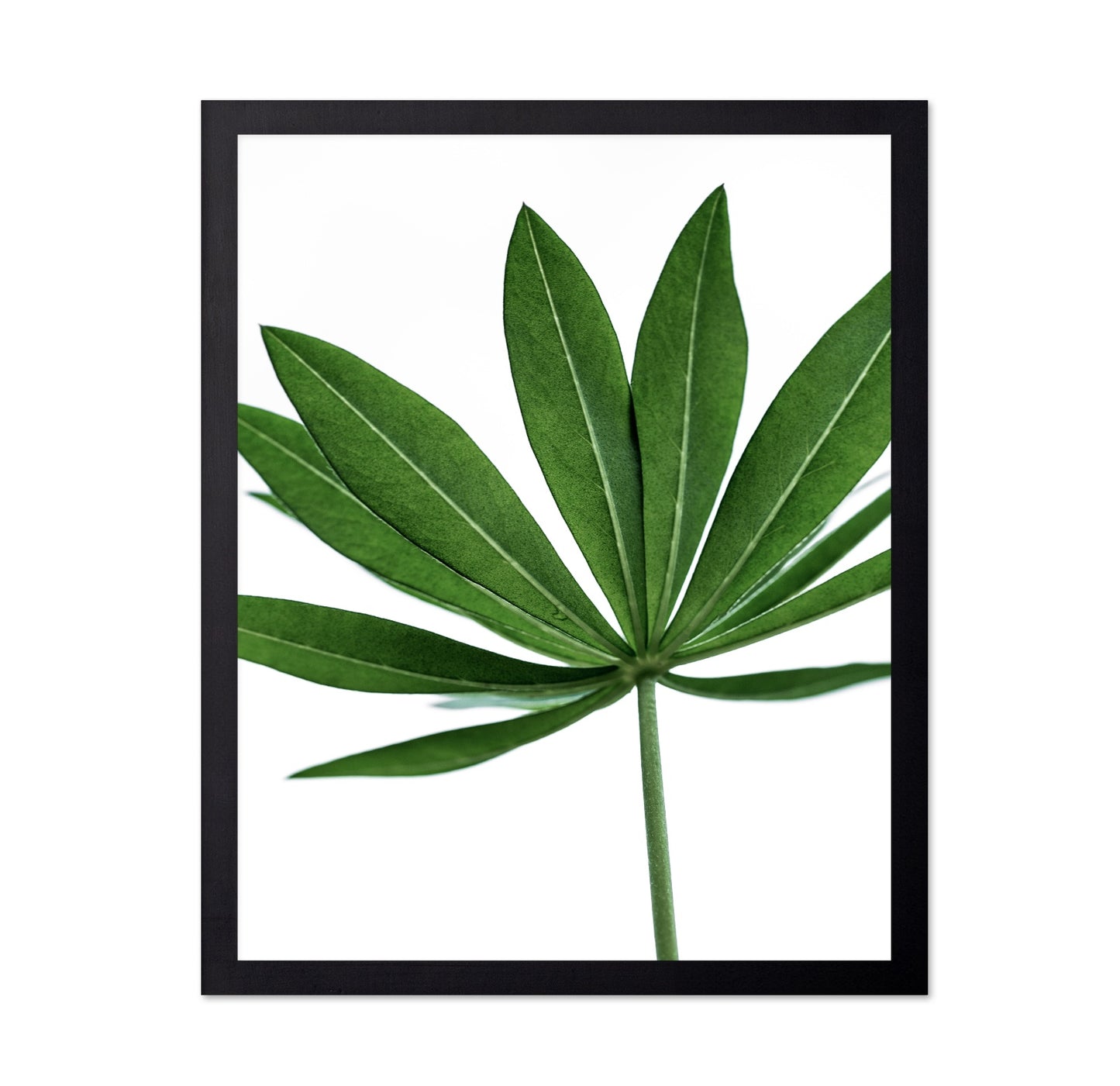 Minimal Green Leaf