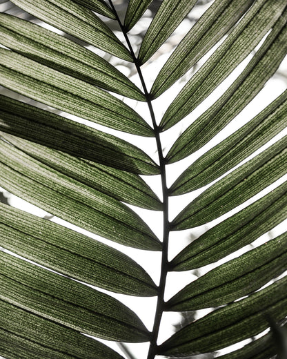 Palm Leaf Texture No1