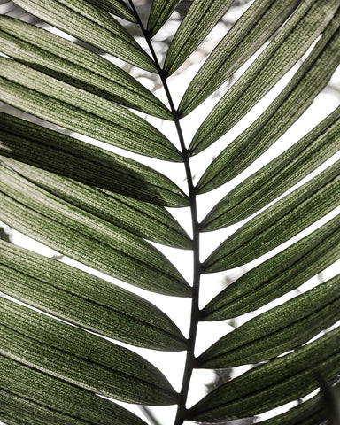 Palm Leaf Texture No1