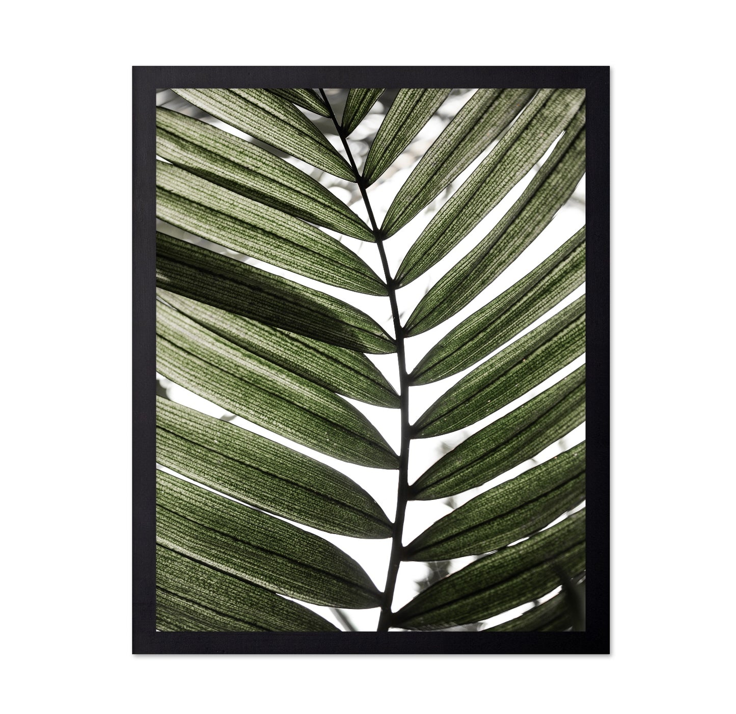Palm Leaf Texture No1