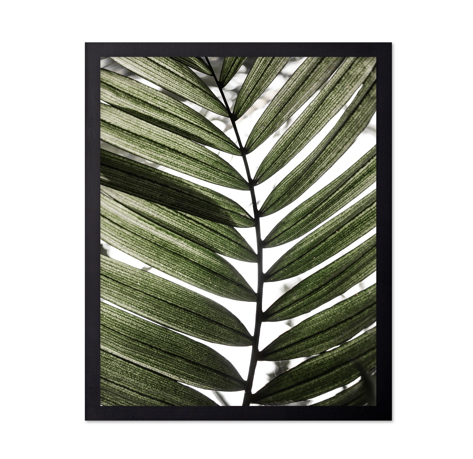 Palm Leaf Texture No1