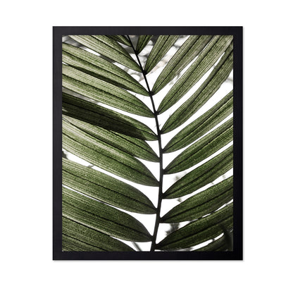 Palm Leaf Texture No1