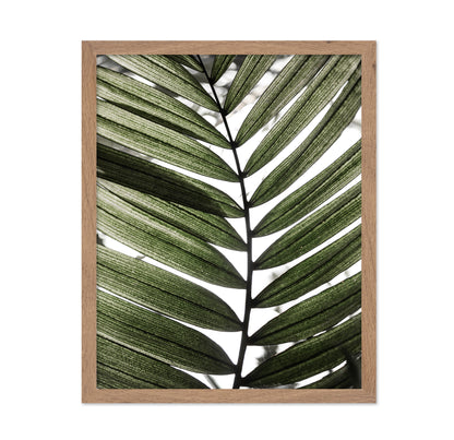 Palm Leaf Texture No1