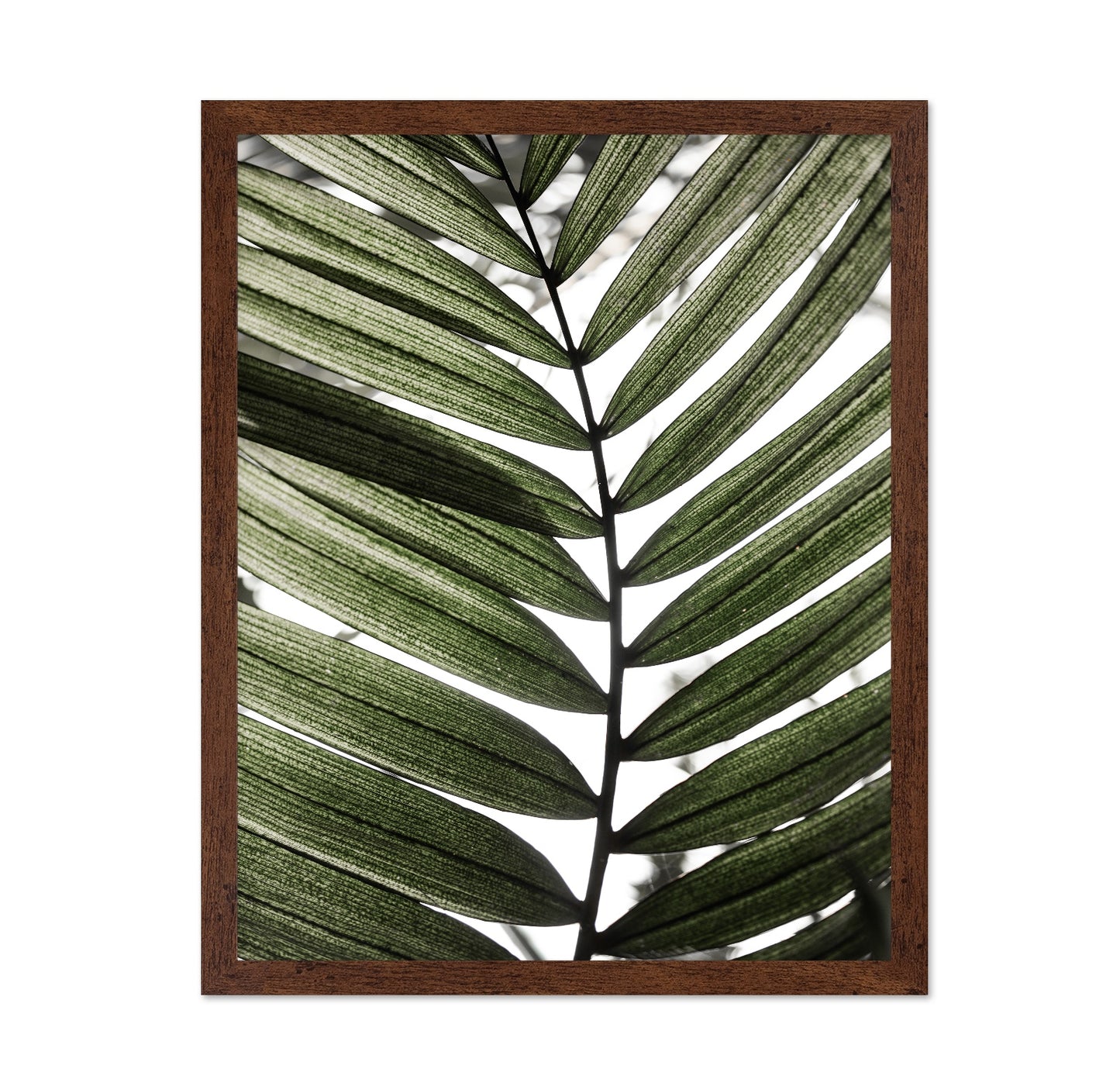 Palm Leaf Texture No1