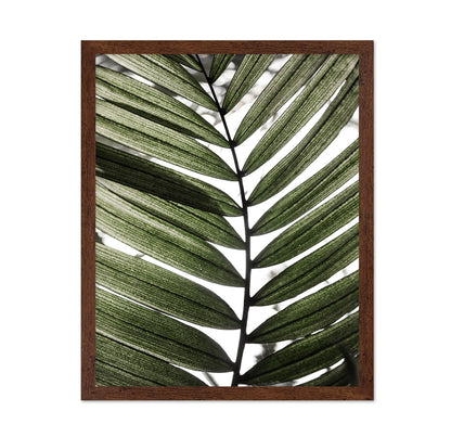 Palm Leaf Texture No1