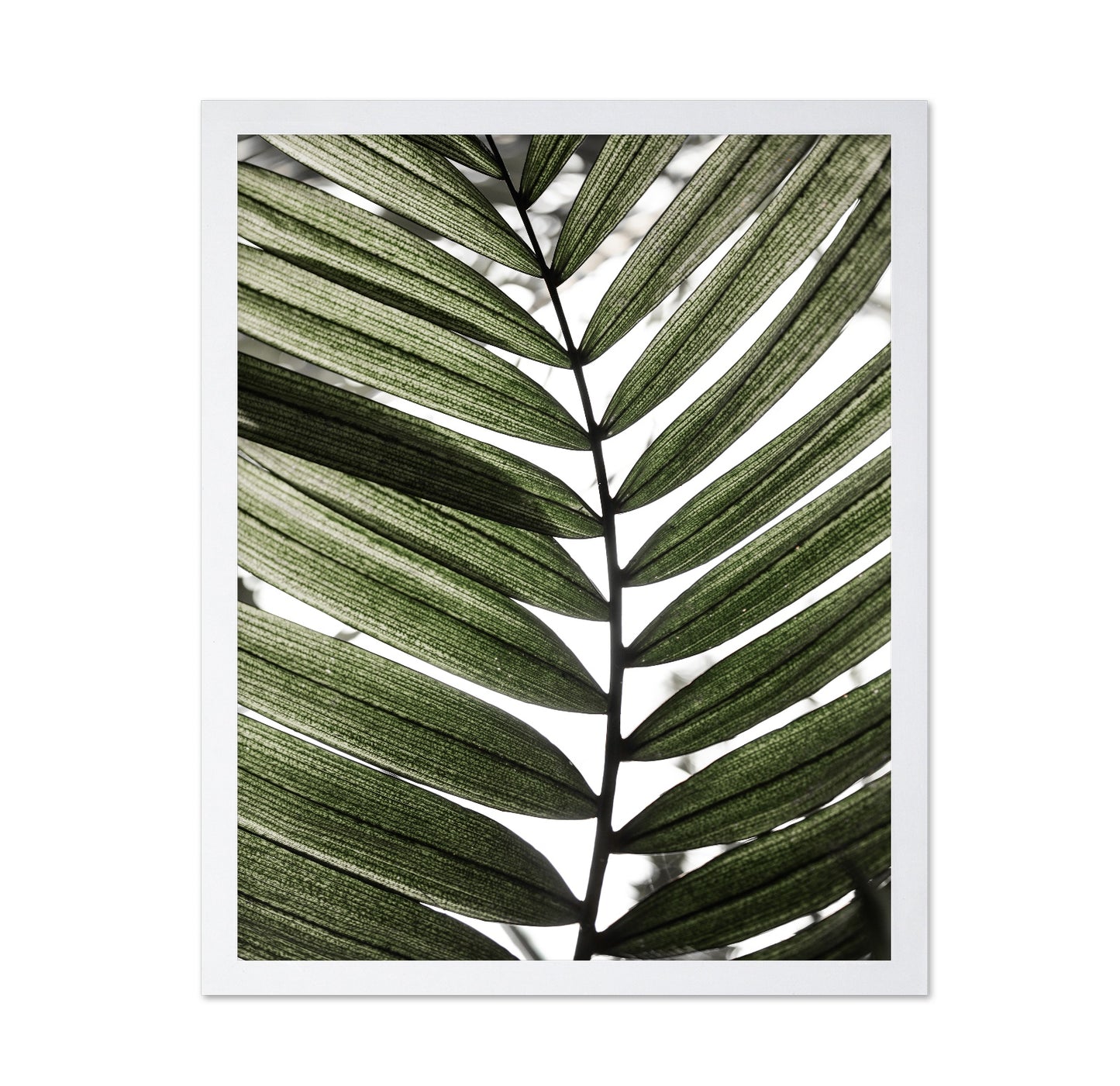 Palm Leaf Texture No1