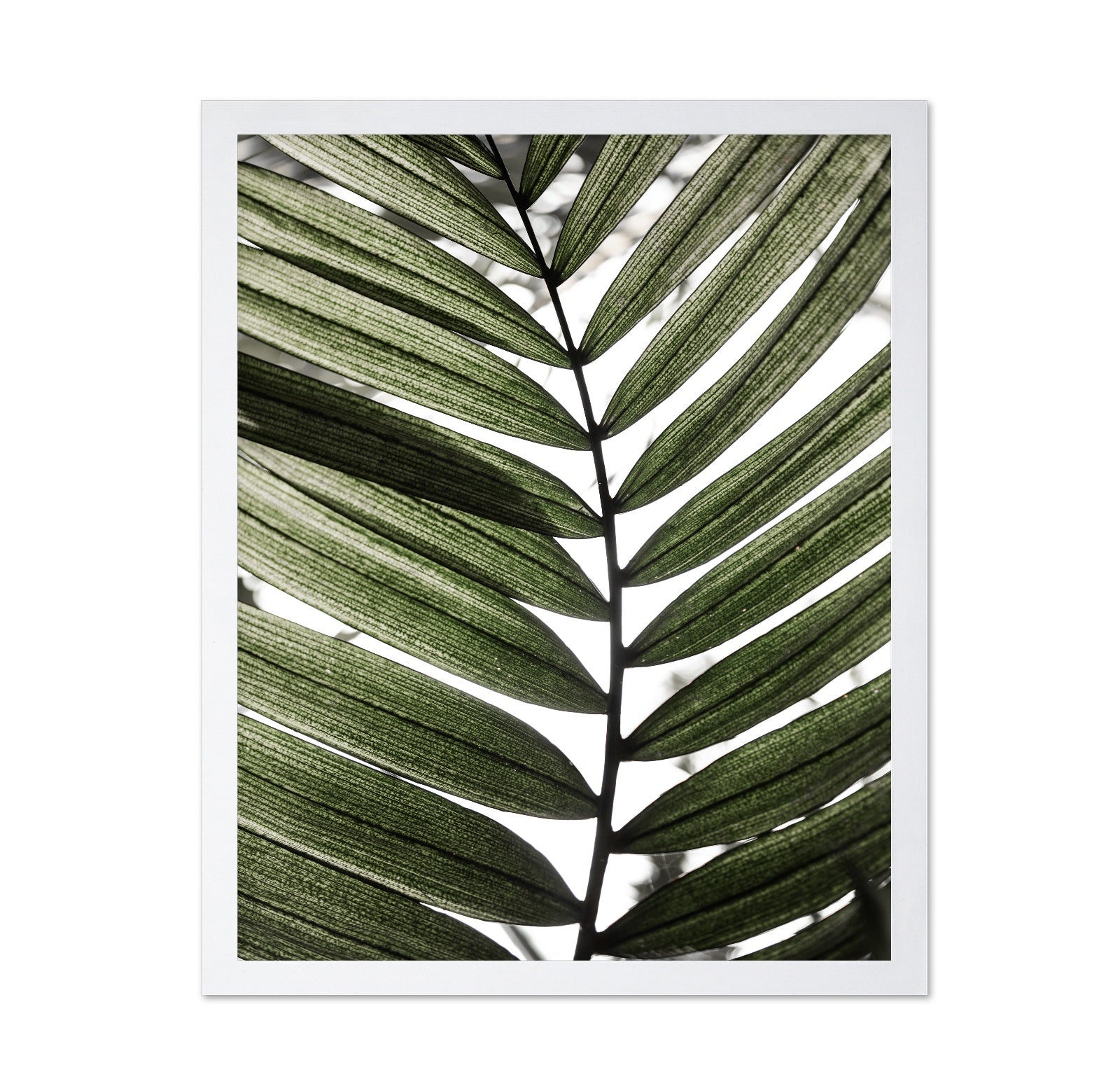 Palm Leaf Texture No1
