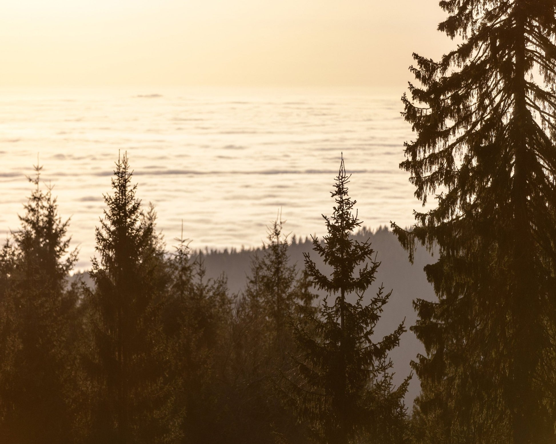 Golden Forest Sunset