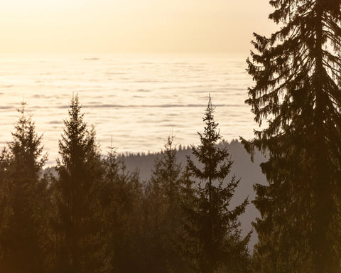 Golden Forest Sunset