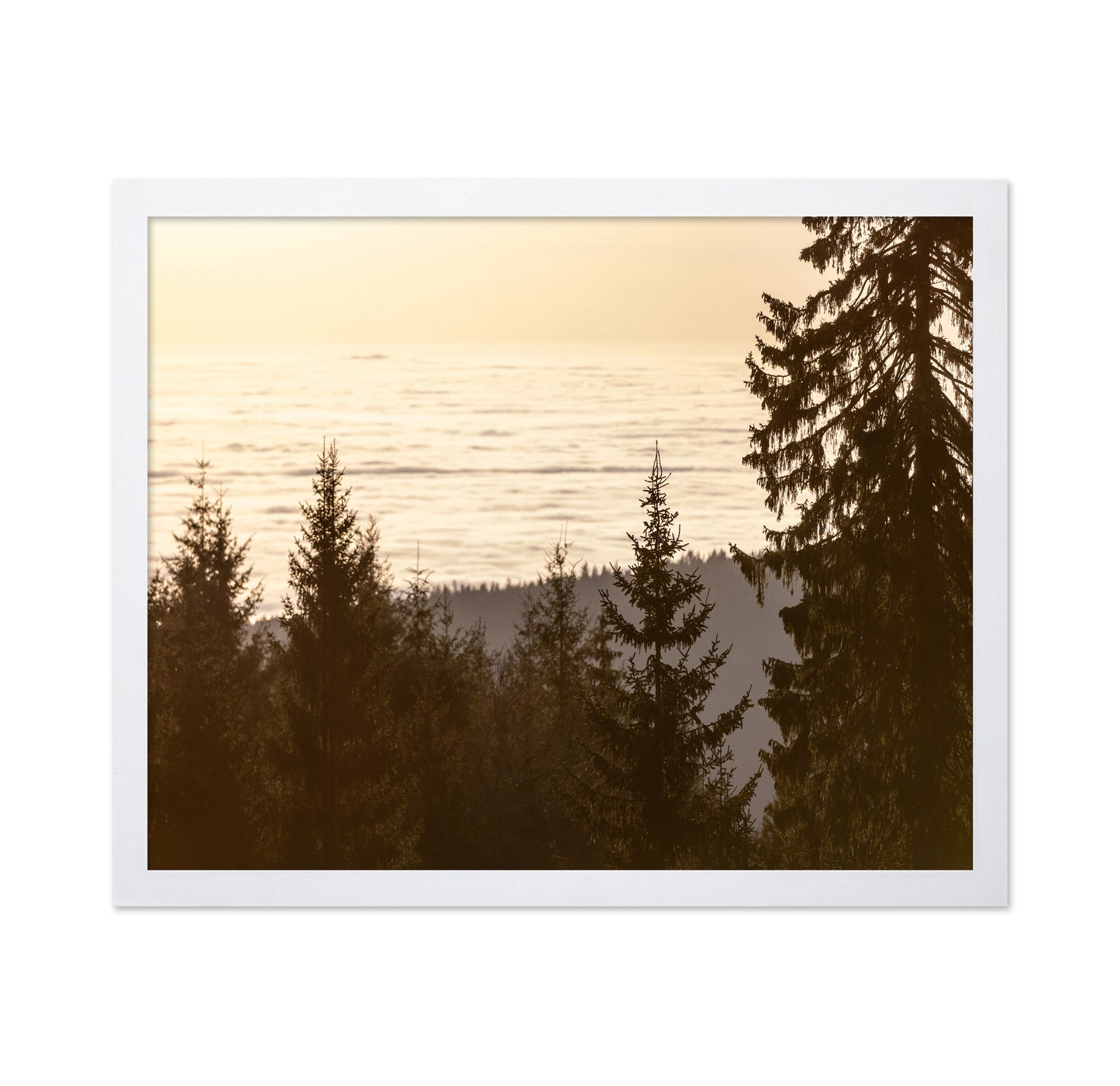 Golden Forest Sunset