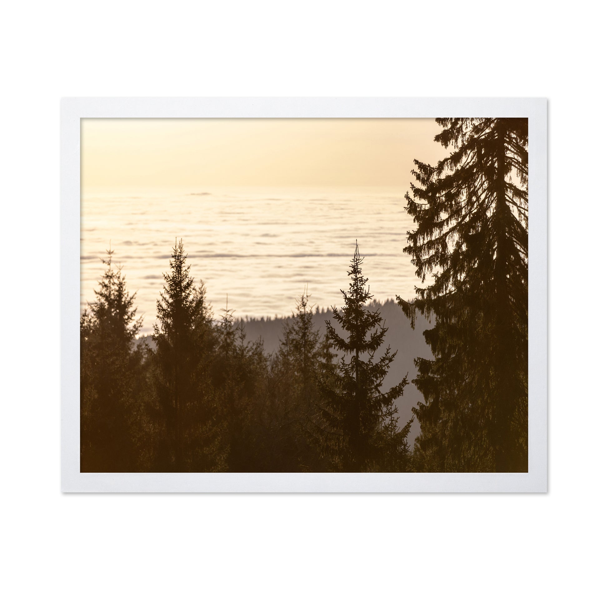 Golden Forest Sunset