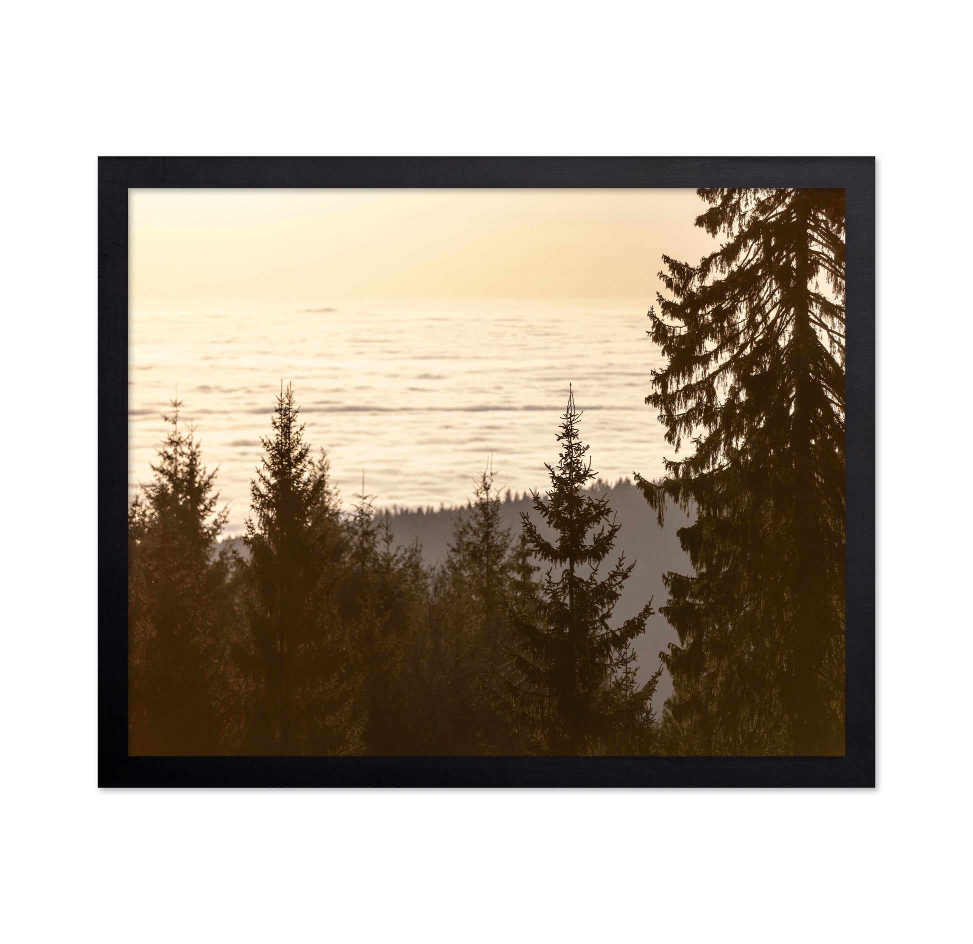 Golden Forest Sunset