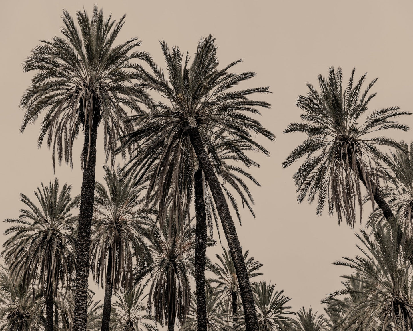 Vintage Palm Grove No1