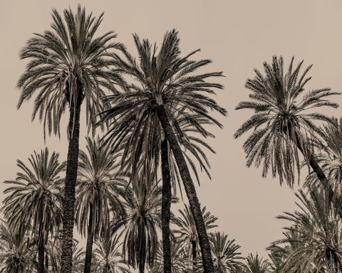 Vintage Palm Grove No1