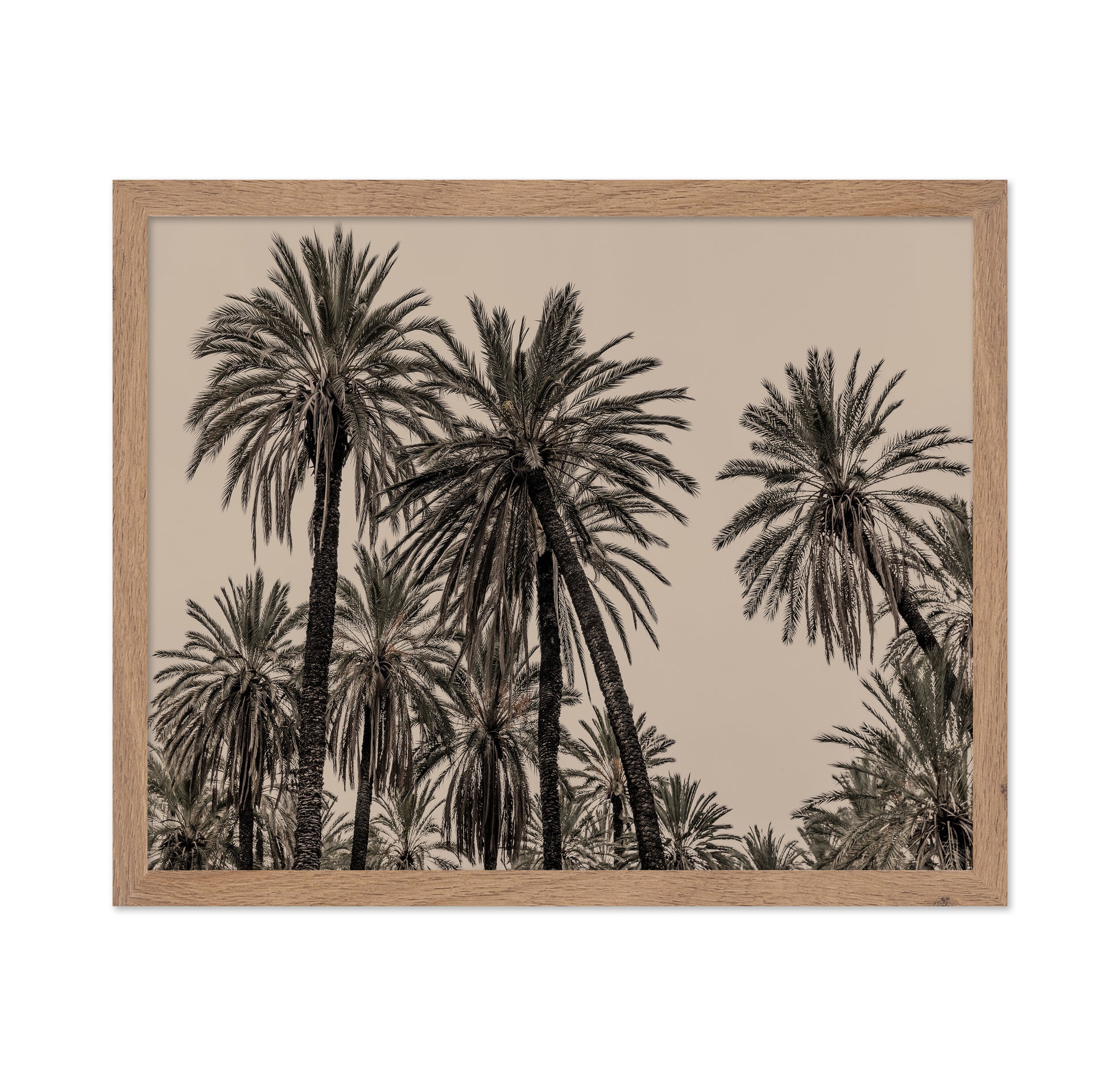 Vintage Palm Grove No1