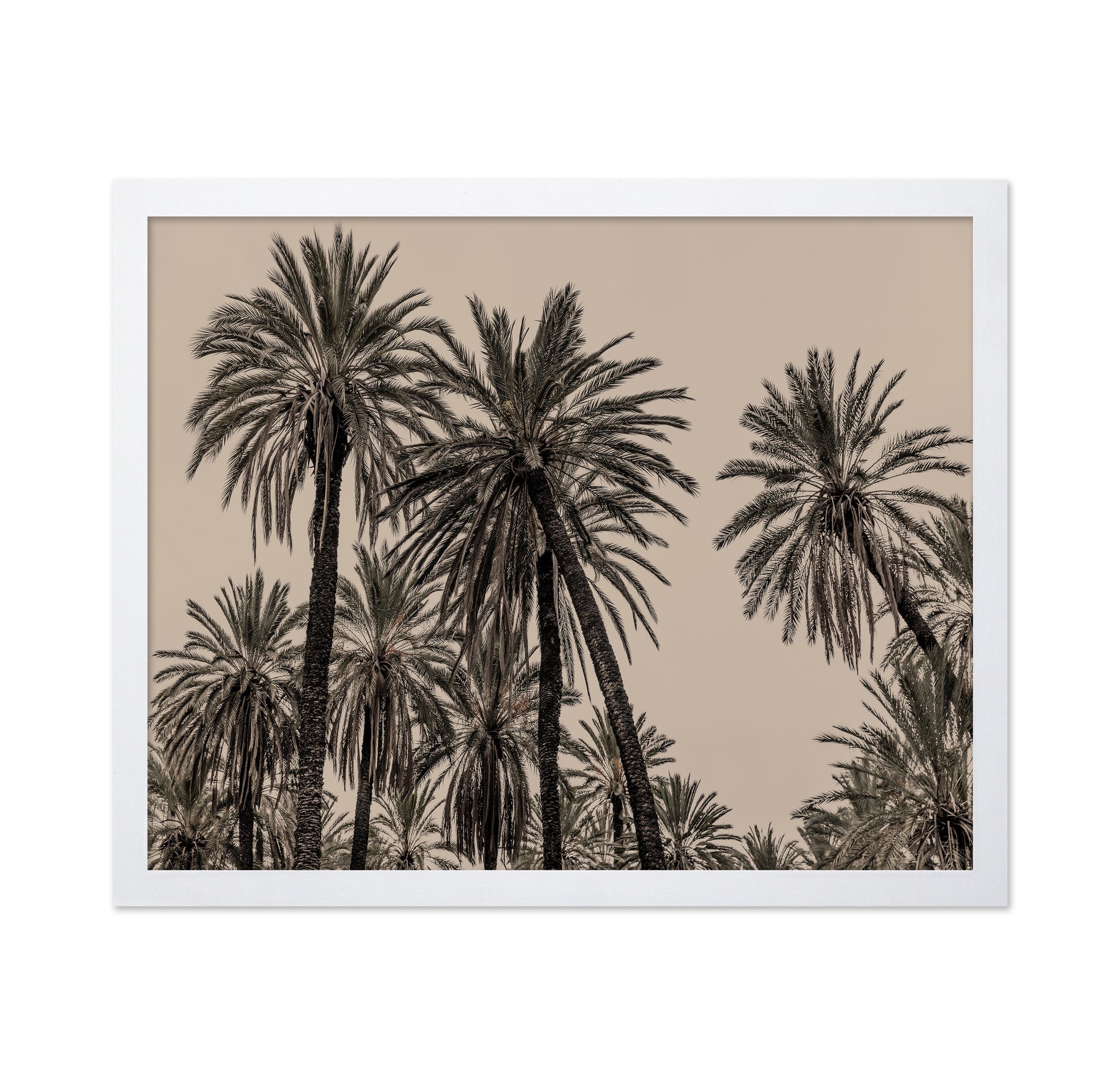 Vintage Palm Grove No1