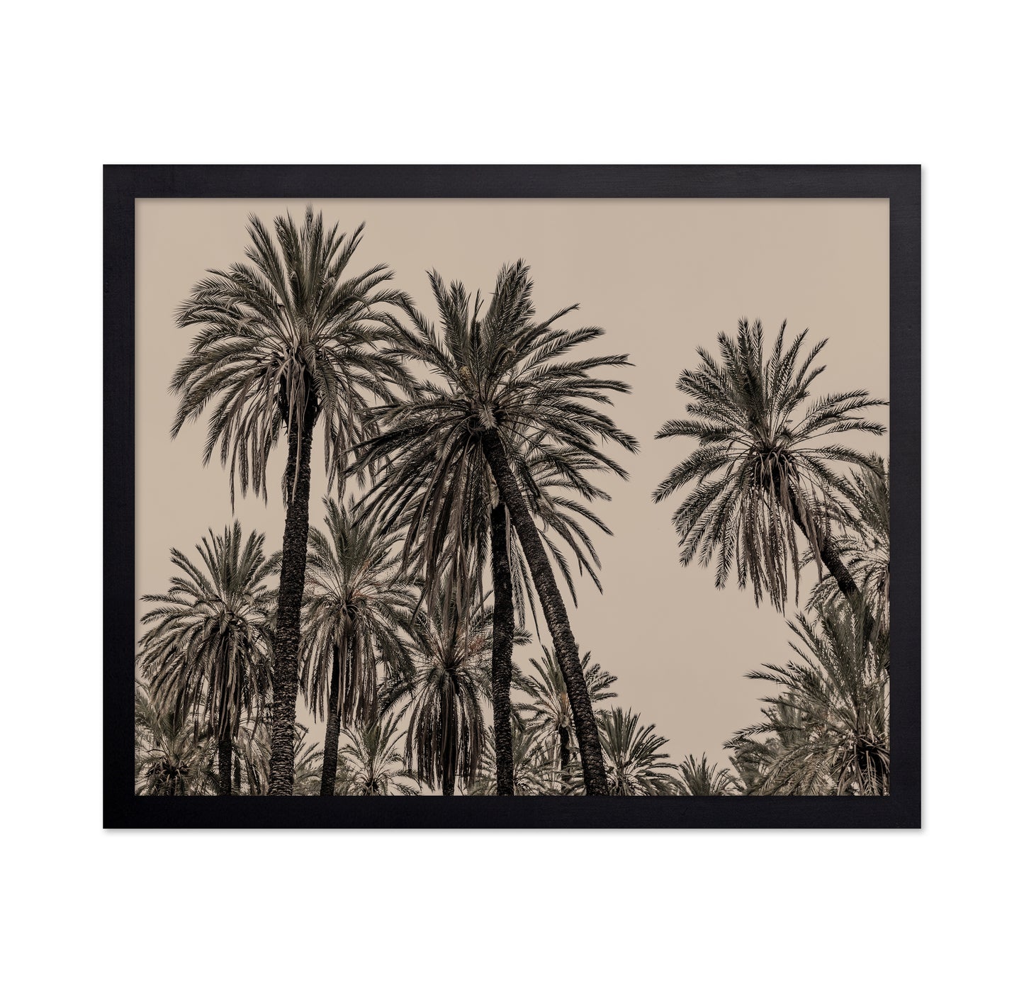 Vintage Palm Grove No1