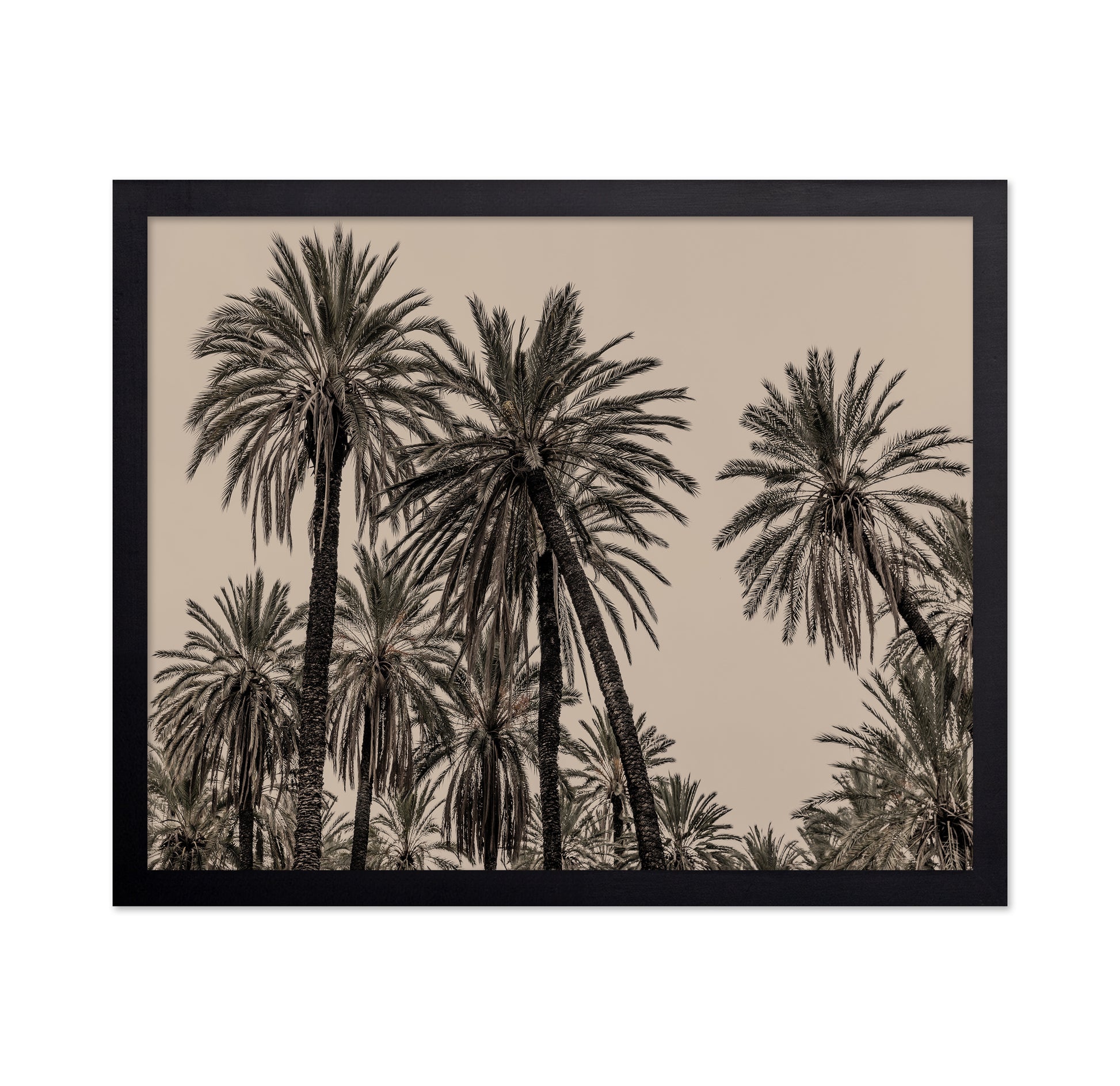 Vintage Palm Grove No1
