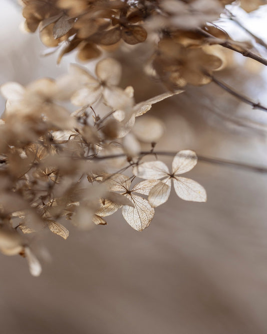 Soft Dried Hydrangea