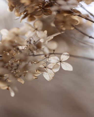 Soft Dried Hydrangea