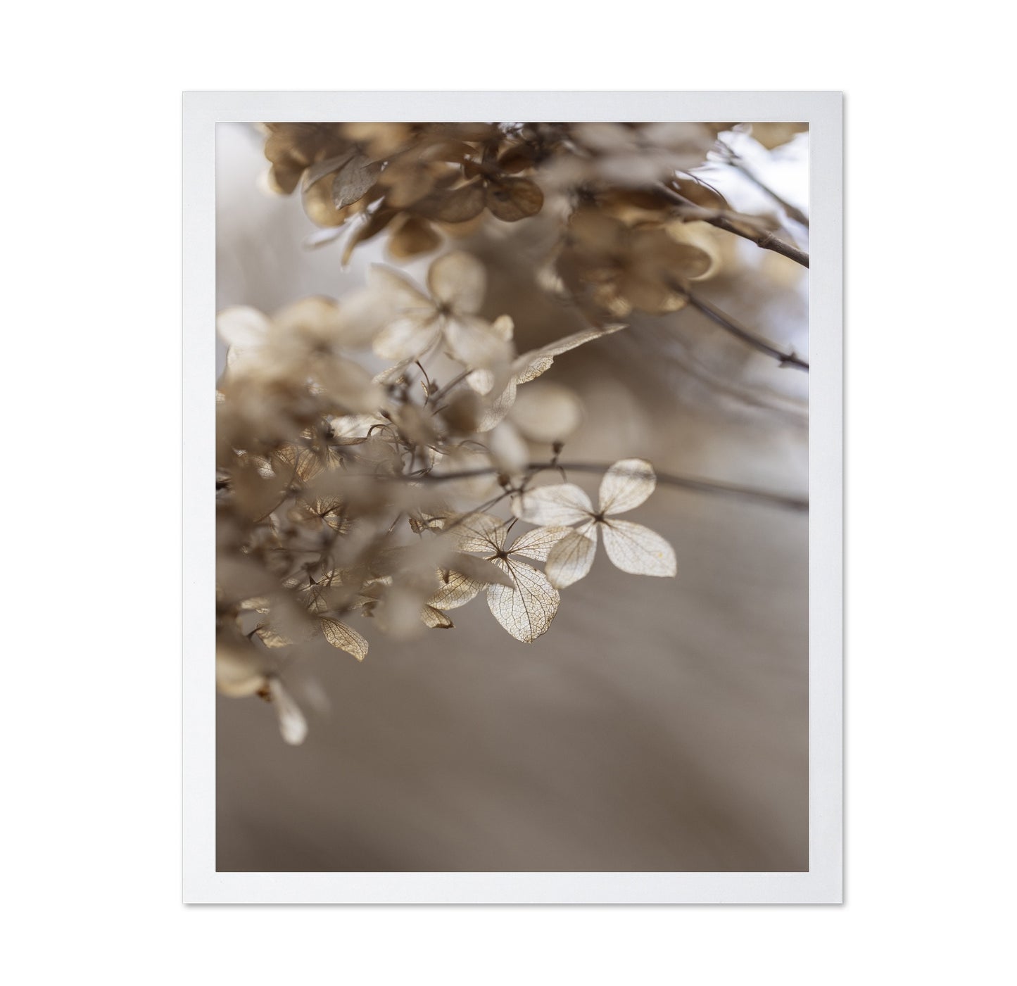 Soft Dried Hydrangea