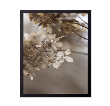 Soft Dried Hydrangea