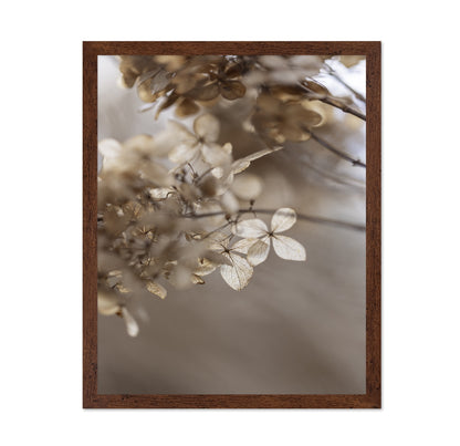 Soft Dried Hydrangea