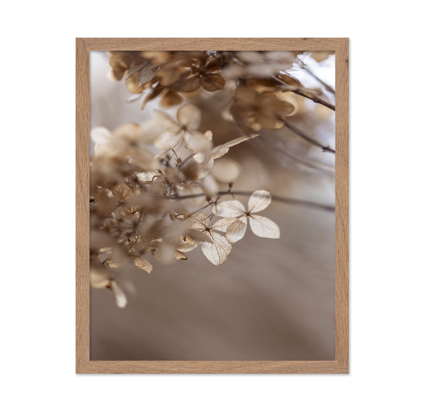 Soft Dried Hydrangea