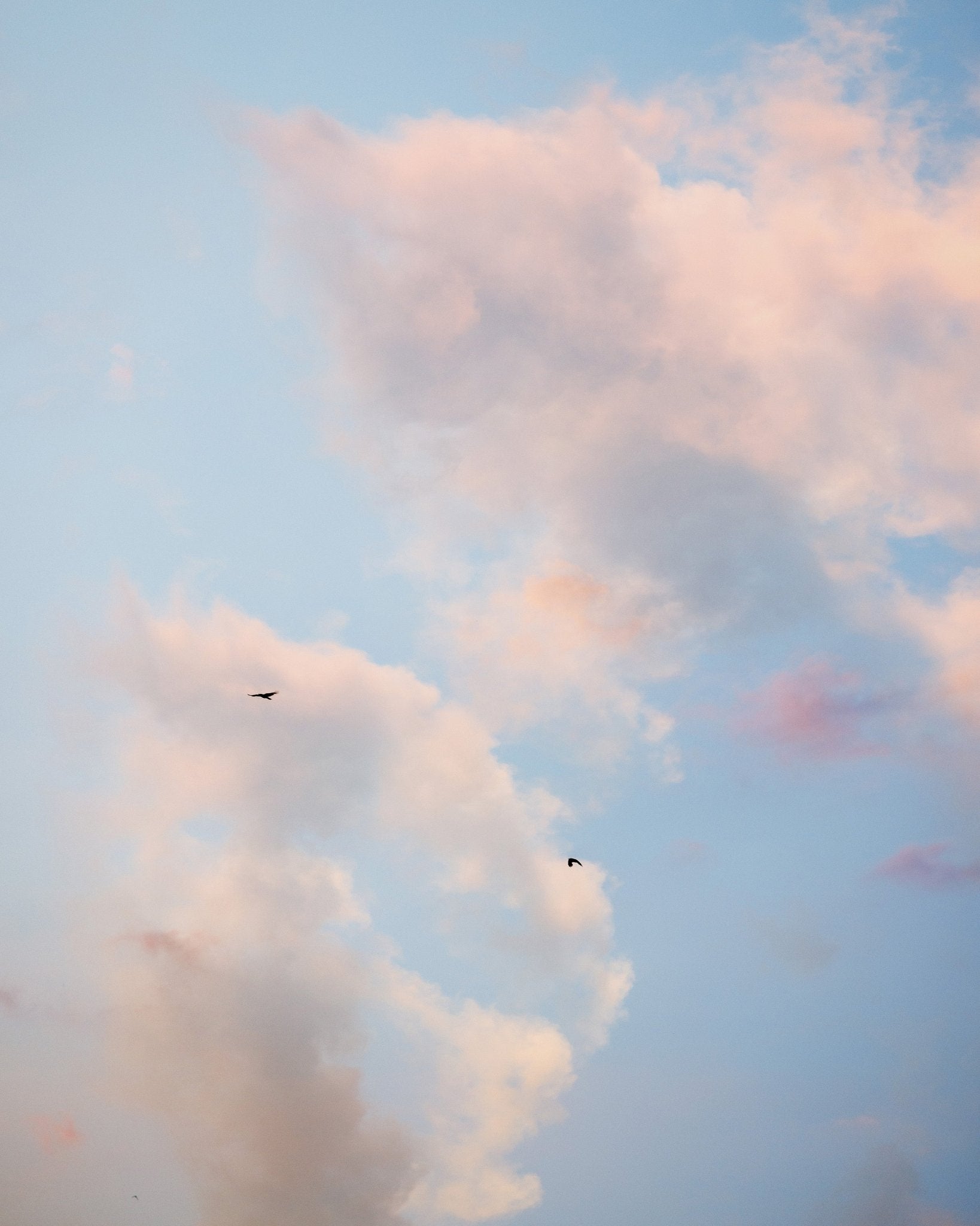 Pastel Sky with Birds