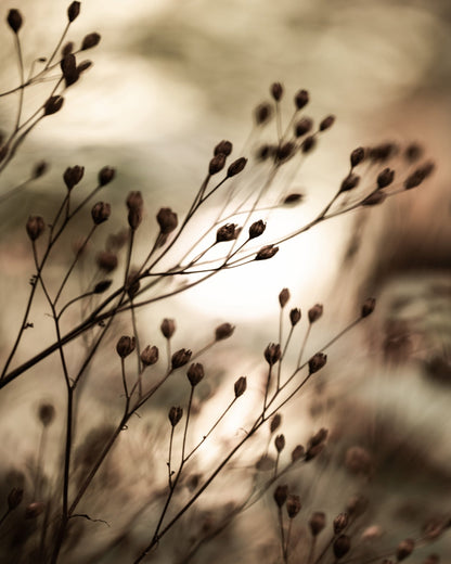 Warm Autumn Seed Stems