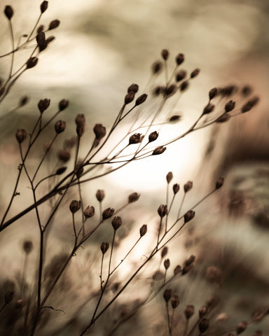 Warm Autumn Seed Stems