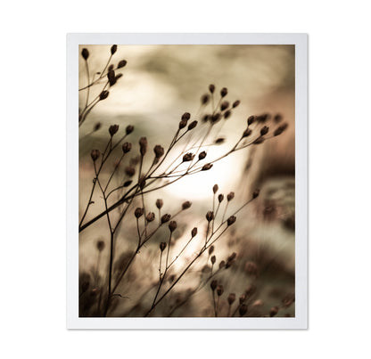 Warm Autumn Seed Stems