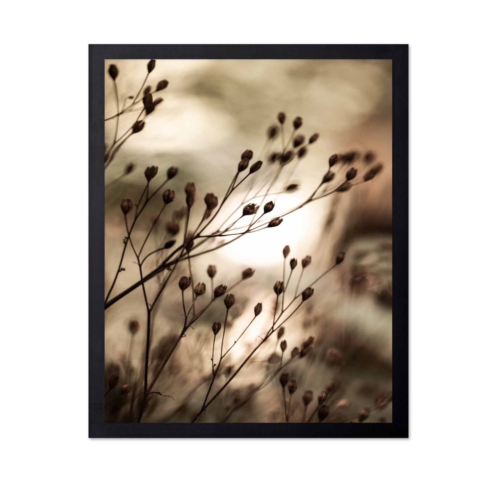 Warm Autumn Seed Stems