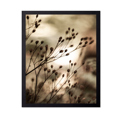 Warm Autumn Seed Stems