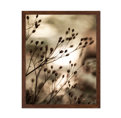Warm Autumn Seed Stems