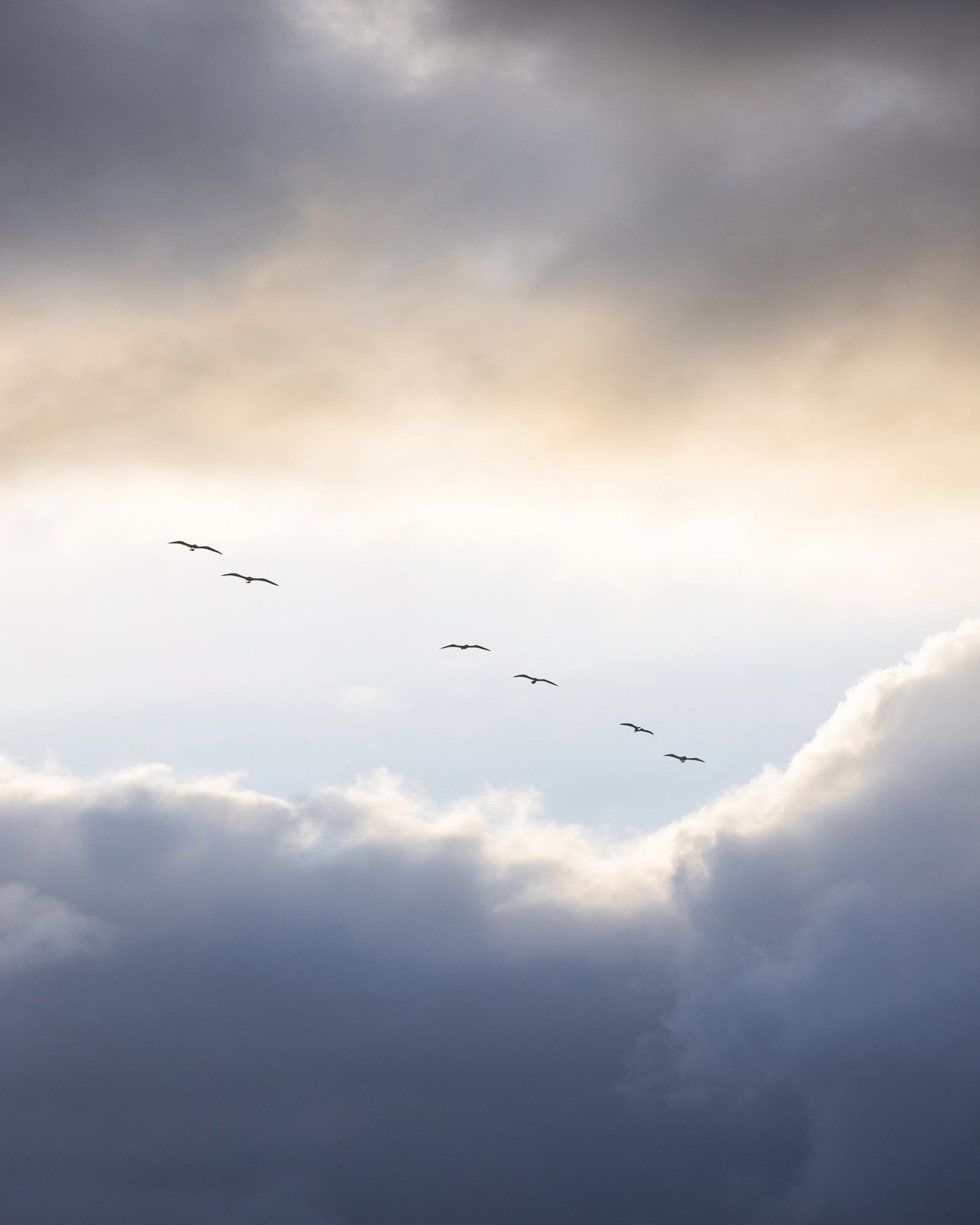 Birds in Cloudy Sky